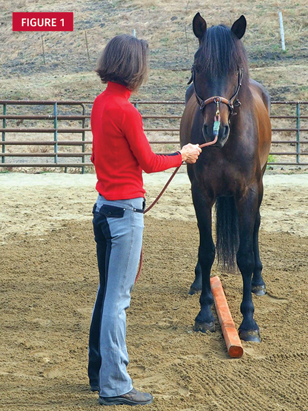 Jec Ballou horse training, core exercises horse, balance exercises horse, groundwork horses, pole work horses