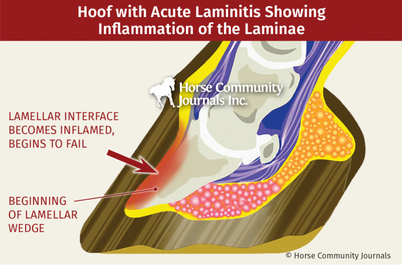 Hoof abscesses horses, equine White line disease (WLD), Laminitis horse, horse foot bruise, joint inflammation in horse, is my horse injured? equine ligamint injuries, common horse hoof problems, dr. william hodge