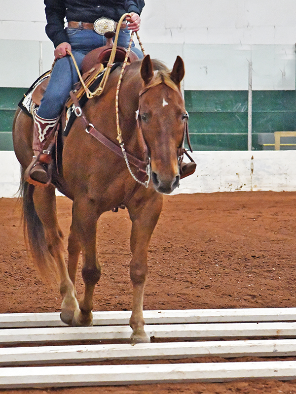 Lindsay Grice, Equestrian Canada coach and judge, poles horse, exercises with poles horse, horse obstacles, help horse straight, adjust horse's stride, suppleness horse, schooling exercises horses, pole exercises horses