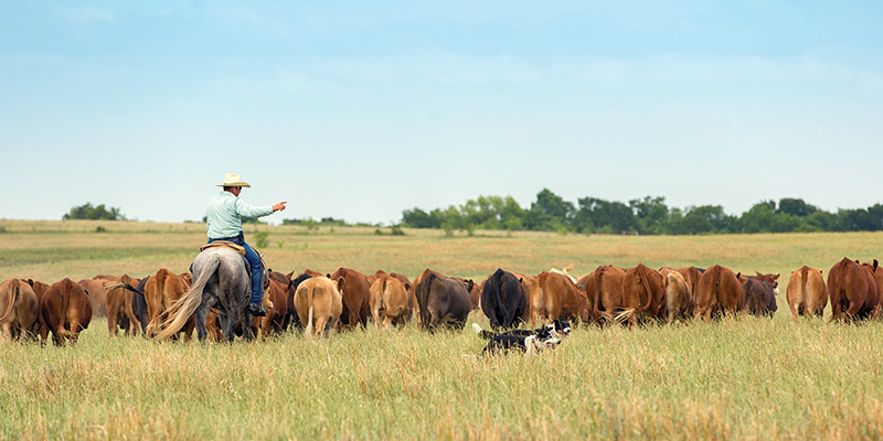 dogs and horses, cowboys in canada, gang ranch cowboys, herding cattle careers canada, riding horses career canada, cowboy careers canada, feedlot careers canada, douglas lake ranch, mantracker, bar u ranch