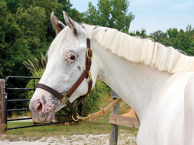 testing appaloosa horses genetic diseases, types of genetic diseases appaloosa