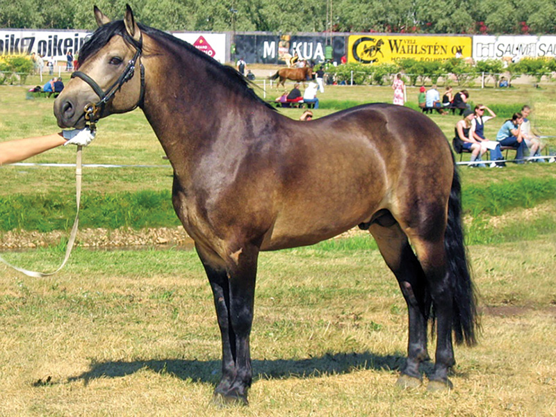 testing connemara horses genetic diseases, types of genetic diseases connemaras