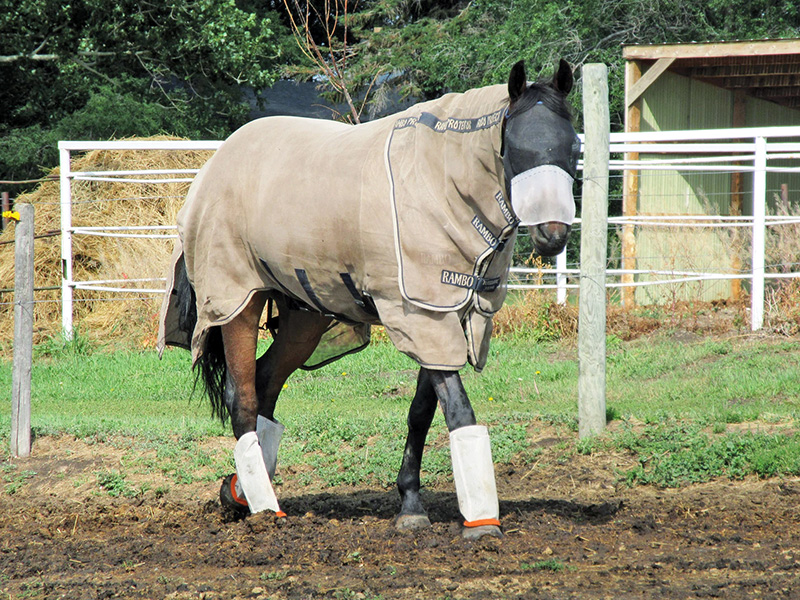 preventing flies horses, diseases mosquitoes horses, fly sheets, fly masks, manure pile location, botfly eggs on horse, horse fly leggings, parasitic wasps