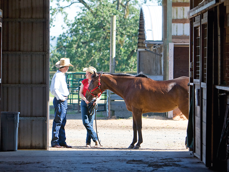 horse vet check, health care horse, veterinarians horses canada, farriers horses canada, farrier and vet relationship, western canadian farriers, ontario farriers, quebec farriers, farrier trainers of canada, american farriers, worshipful company farriers