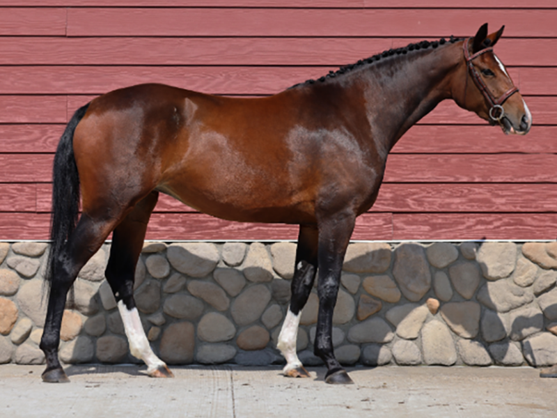 CWHBA FALL CLASSIC BREEDER'S SALE, 2024 CWHBA SALE, FASOLA WARMBLOOD