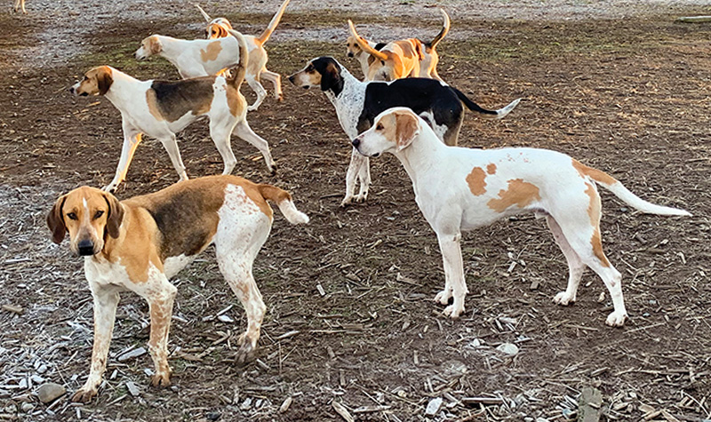 fraser valley hunt hounds, hounds for foxhunting