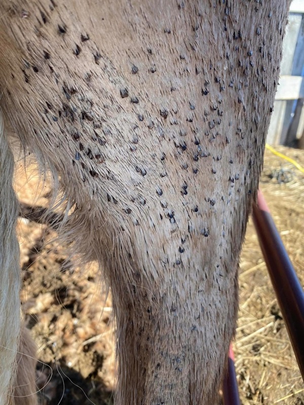 how to remove ticks, tick removal horses, preventing tick bits horses, best bug sprays horses, areas to avoid ticks canada, what do ticks look like on horse, grooming horse tick