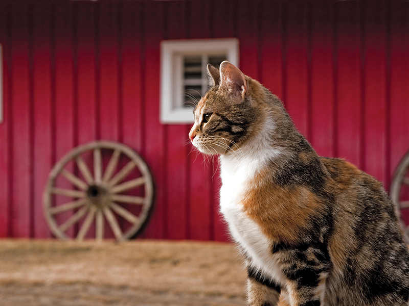 cats and horses, cats horse barn, how to take care barn cats, should i get a barn cat