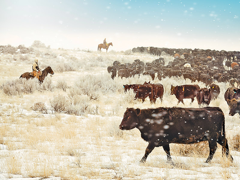 dogs and horses, cowboys in canada, gang ranch cowboys, herding cattle careers canada, riding horses career canada, cowboy careers canada, feedlot careers canada, douglas lake ranch, mantracker, bar u ranch