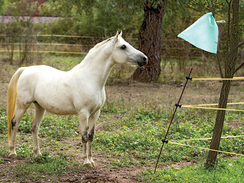 desensitizing horse, my horse is spooky, whole horse podcast, alexa linton, horse scared, how to disensitize horse, trauma horse, horse signals, freedom based horse training, emotional horsemanship, lockie phillips