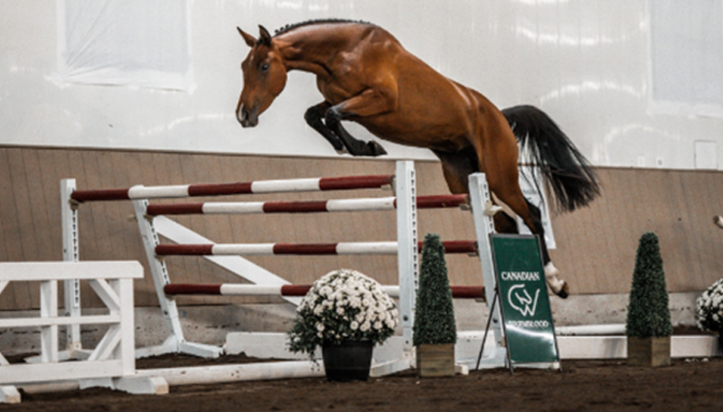 CWHBA FALL CLASSIC BREEDER'S SALE, 2024 CWHBA SALE, MATCHA WARMBLOOD