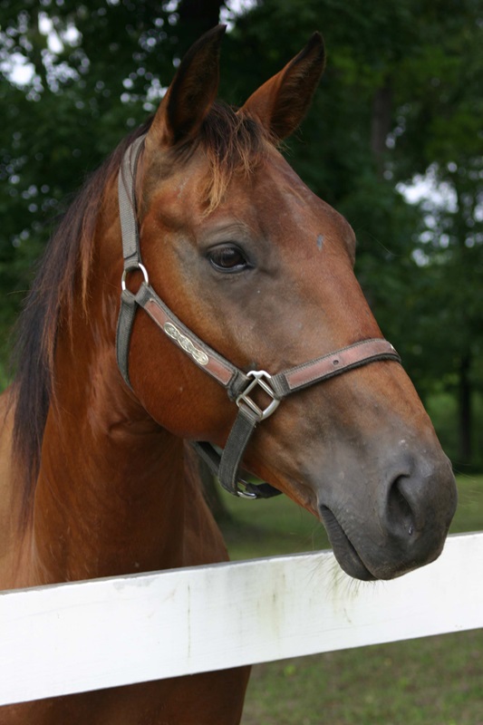 picture of horse with halter, horse looking over fence
