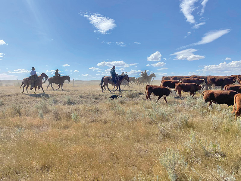 dogs and horses, cowboys in canada, gang ranch cowboys, herding cattle careers canada, riding horses career canada, cowboy careers canada, feedlot careers canada, douglas lake ranch, mantracker, bar u ranch