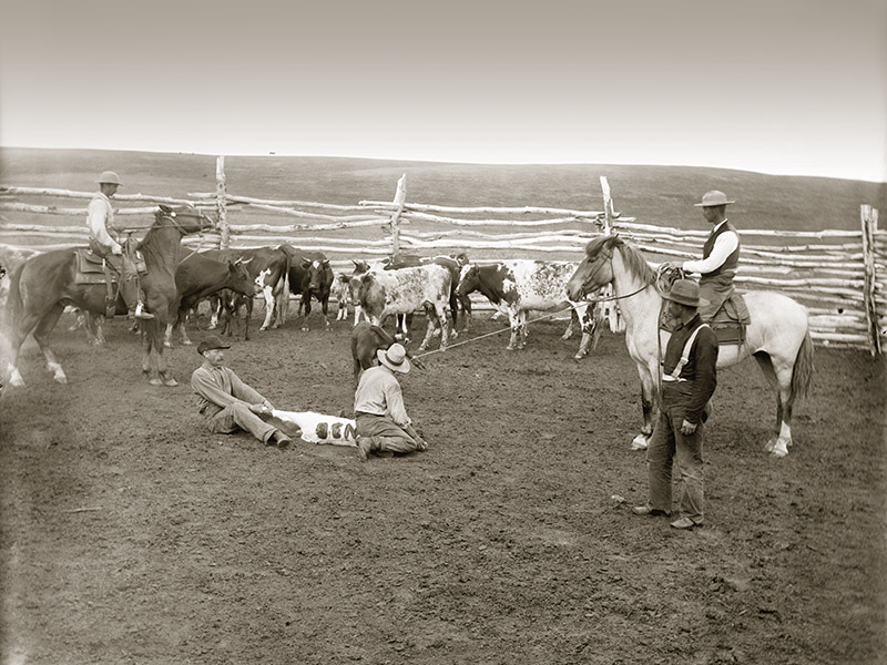 dogs and horses, cowboys in canada, gang ranch cowboys, herding cattle careers canada, riding horses career canada, cowboy careers canada, feedlot careers canada, douglas lake ranch, mantracker, bar u ranch