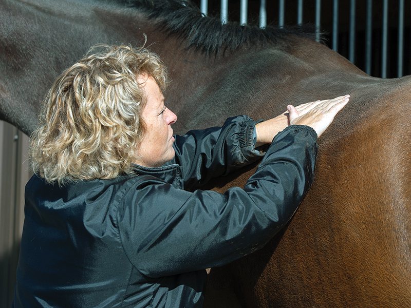 horse vet check, health care horse, veterinarians horses canada, farriers horses canada, farrier and vet relationship, western canadian farriers, ontario farriers, quebec farriers, farrier trainers of canada, american farriers, worshipful company farriers