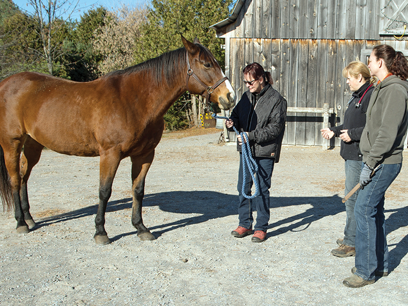 horse vet check, health care horse, veterinarians horses canada, farriers horses canada, farrier and vet relationship, western canadian farriers, ontario farriers, quebec farriers, farrier trainers of canada, american farriers, worshipful company farriers