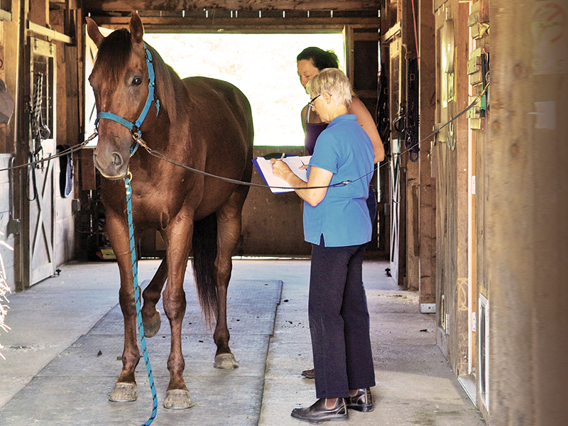 horse vet check, health care horse, veterinarians horses canada, farriers horses canada, farrier and vet relationship, western canadian farriers, ontario farriers, quebec farriers, farrier trainers of canada, american farriers, worshipful company farriers