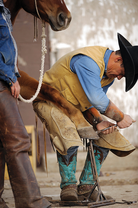 horse vet check, health care horse, veterinarians horses canada, farriers horses canada, farrier and vet relationship, western canadian farriers, ontario farriers, quebec farriers, farrier trainers of canada, american farriers, worshipful company farriers