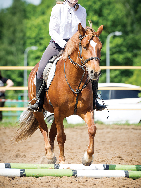 Lindsay Grice, Equestrian Canada coach and judge, poles horse, exercises with poles horse, horse obstacles, help horse straight, adjust horse's stride, suppleness horse, schooling exercises horses, pole exercises horses