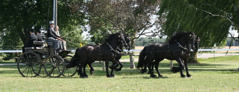 friesian pulling carriage, 4-horse friesians