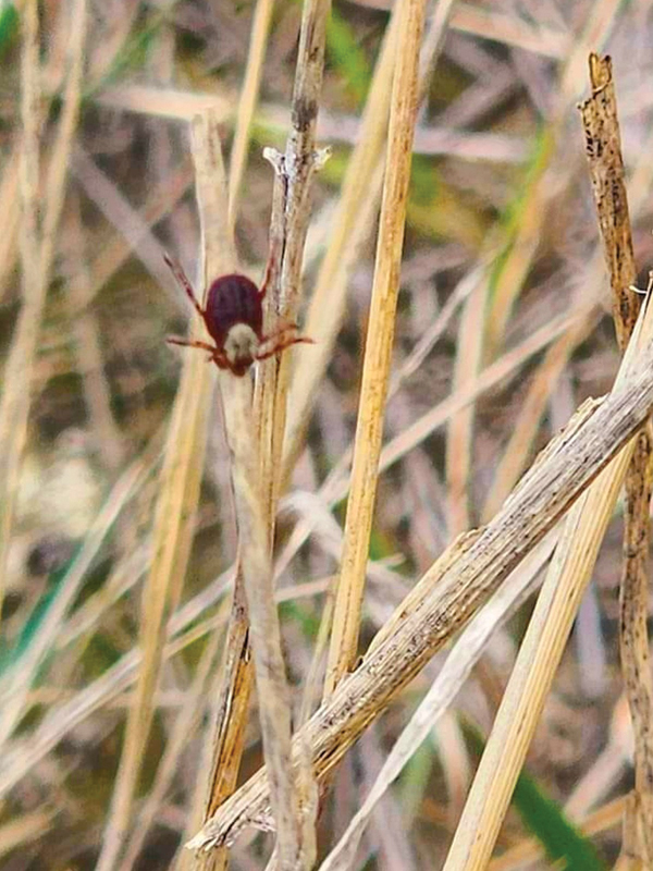 how to remove ticks, tick removal horses, preventing tick bits horses, best bug sprays horses, areas to avoid ticks canada, what do ticks look like on horse, grooming horse tick