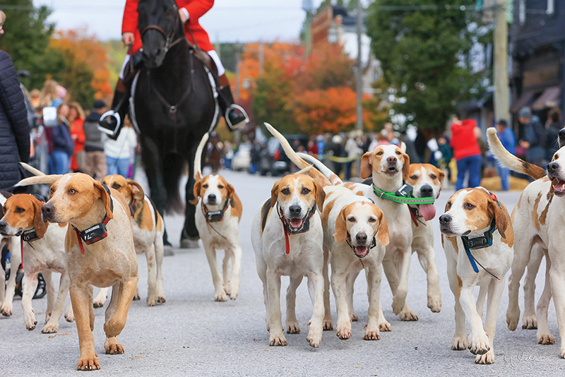 hounds for foxhunting, toronto and north york hunt
