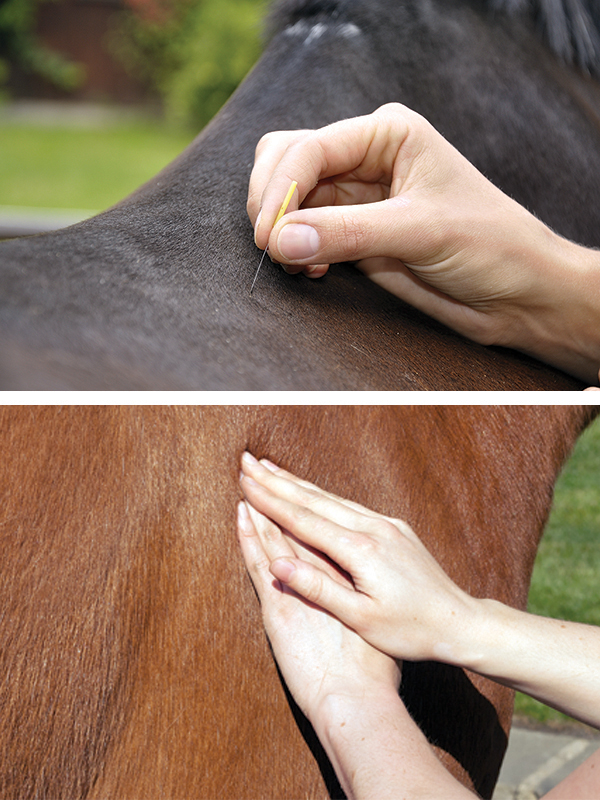 alternative treatments horse, laws for farriers canada, laws for equine massage, equine chiropractors, horse veterinary associations, injuries horses, horse castration