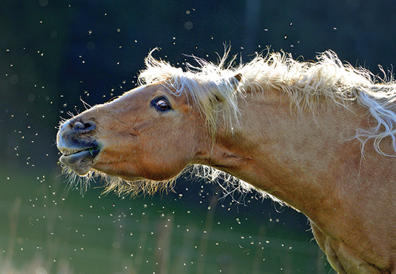 Infections Diseases Horses, Equine Neurologic Conditions