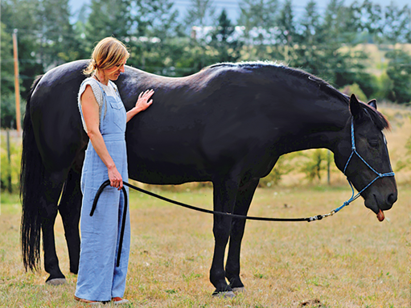 Sparky the Wonder (Senior) Horse | Horse Journals