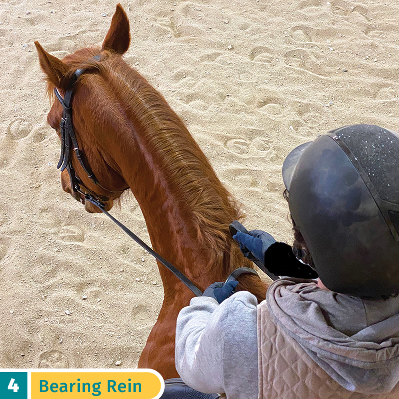 five rein aids horses, bearing rein aid, riding horses rein aids, sarah mellings, ec certified coaches