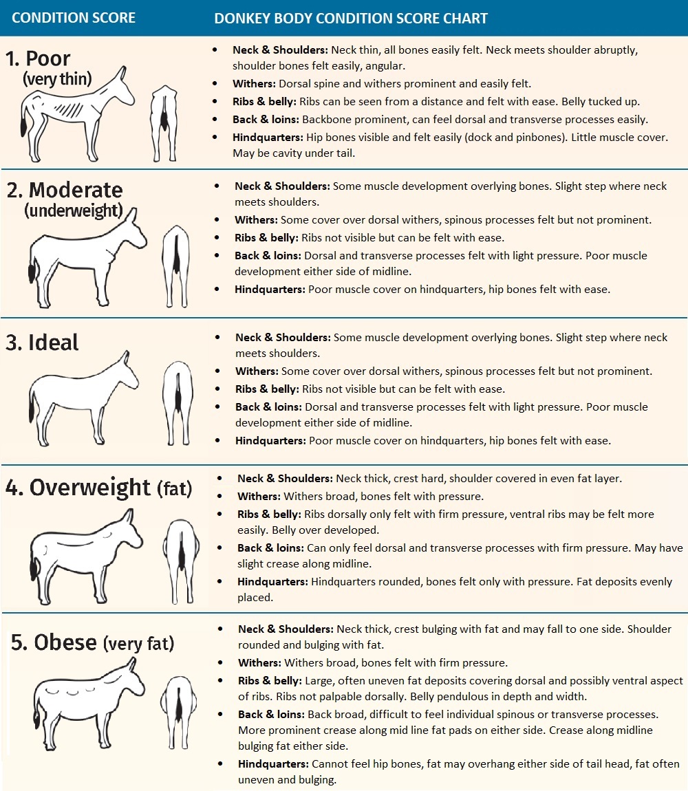 Donkey Body Condition Score chart, how to tell if donkey overweight, bcs for donkeys