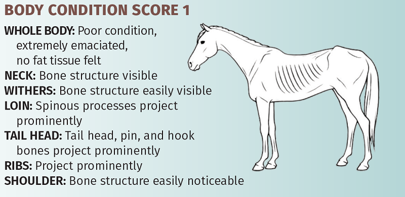 henneke body condition score, body scoring horses, how to tell if my horse is overweight, is my horse underweight