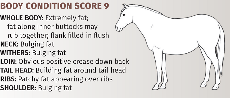 henneke body condition score, body scoring horses, how to tell if my horse is overweight, is my horse underweight