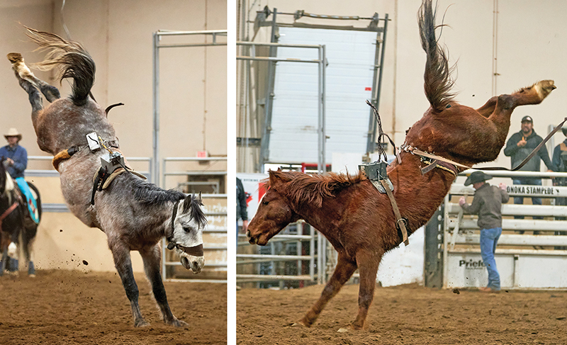 bronc horses with dummies, bucking horses, rodeo horses canada, canadian made bucking horse futurity, wildwood imagery