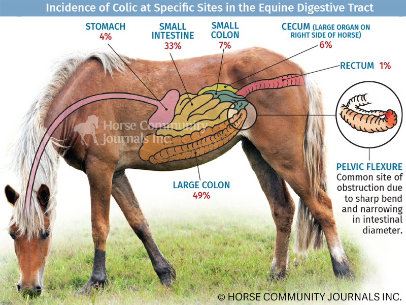 horse colic, what is equine colic, equine digestive tract, preventing horse colic, treating horse colic, how much water horse, how much exercise horse, what should a horse eat, colic risk rater, equine guelph