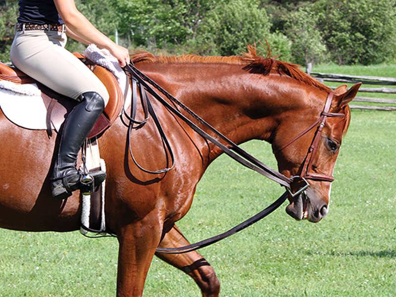 equine nosebands, equine martingales, horse whips, draw reins, tack allowed equestrian competition, aqha competition rules, equestrian canada competition rules