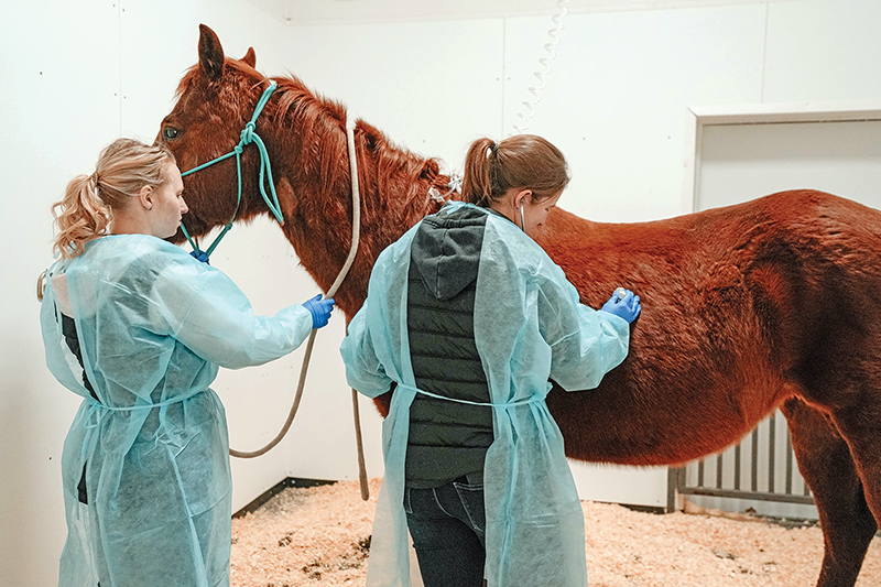 how to plan emergency horses, burwash equine services, dr. crystal lee burwash, ultrasound for horses, physical exam horses, abdominal tap horse, nasogastric tube horse, puncture wound horse