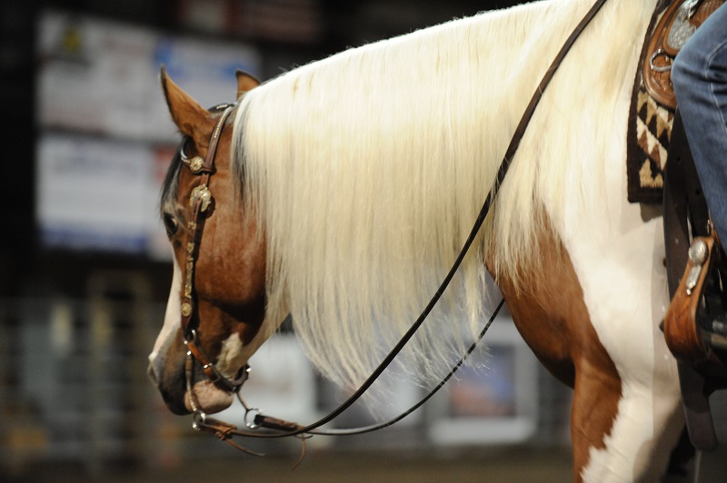 horse grooming, shiny coat horse, taking care of horse coat, how to comb a horse's tail, equine grooming, combing horse mane, how often bathe horse, corn starch horse