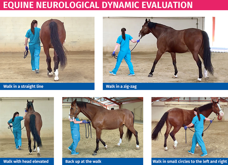 Equine Neurological Dynamic Evaluation