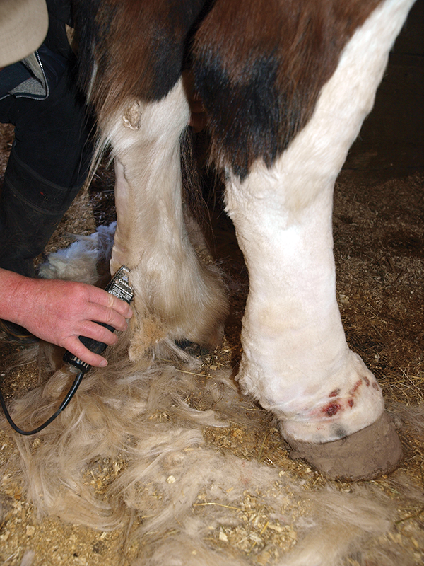 Mud fever, equine pastern dermatitis, horse greasy heel, equine skin disease, fungi infection horse
