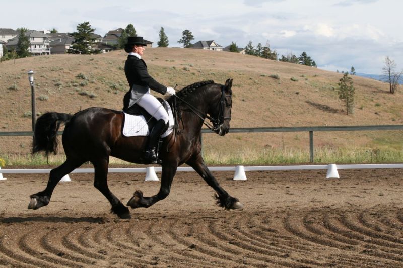 friesian horse competingin dressage, endymion farms