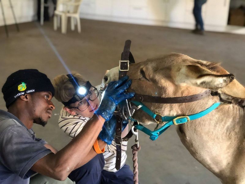 Vets with Horsepower 2021, ethelberth youth and chilcare centre south africa, horses in need, horse welfare