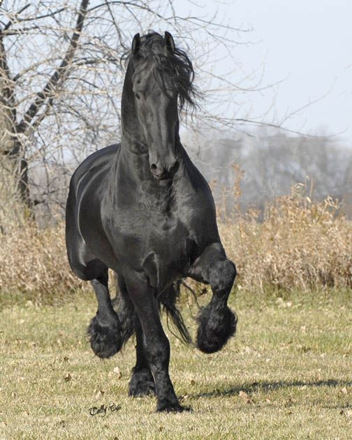 friesian stallion trotting, fps approved friesian stallion, fpzv stallion breeding, nanning 374 friesian stallion