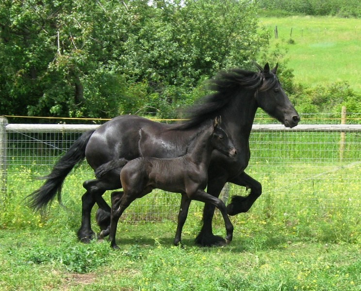 Friesian mare and foal trotting, arabo-friesian colt, yk dark otto friesian ranch