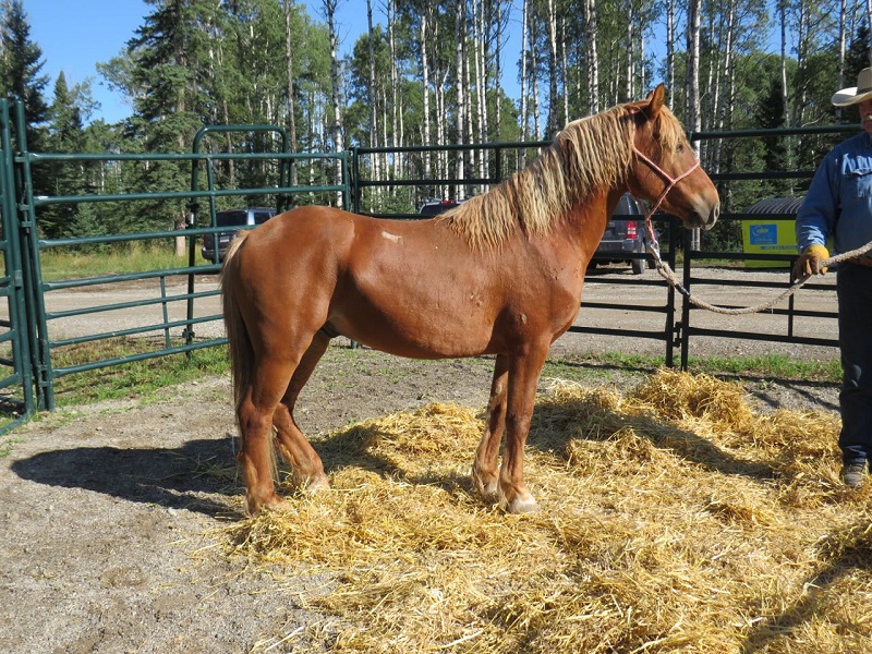 rescue horses canada, homes for retired racehorses canada, greener pastures, wild horses of alberta, longrun thoroughbred, new stride equine retirement, thoroughbred aftercare alliance, horse welfare alliance of canada