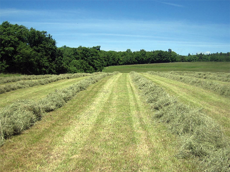 making hay for horses, first cut hay vs second cut hay, nikki alvin smith, how to store horse hay, mouldy hay horses, moist hay horses, preventing barn fires