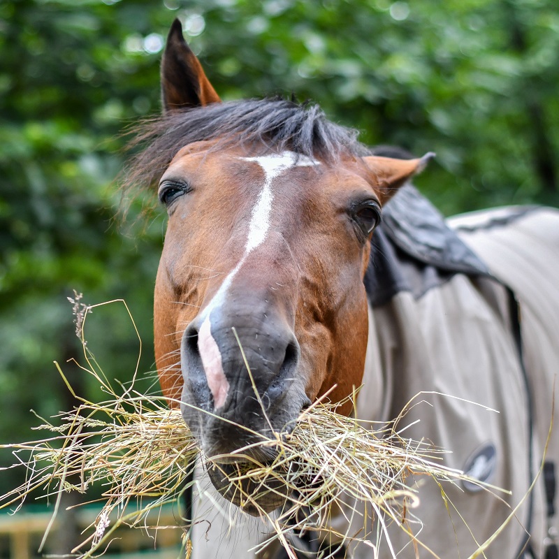 Masterfeeds, horse nutrition, equine digestive system, free-choice forage, equine ulcers, equine hindgut, horse colic, masterfeeds