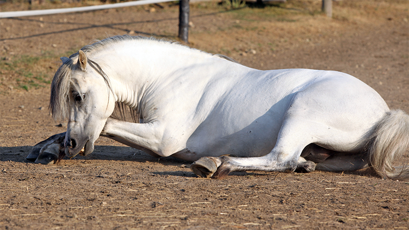 stressed horse, horse digestion and stress