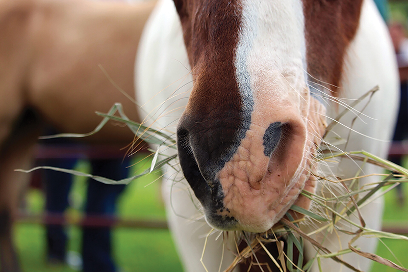 fibre in horse hay, horse teeth, best hay for equine teeth, shelagh niblock, fibre horses