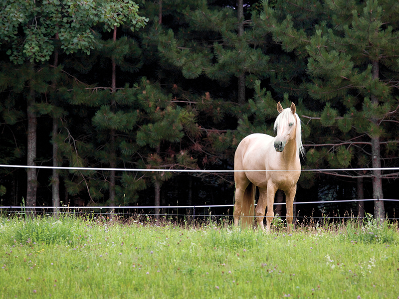 penn state extension equine team, rotational grazing horses, managing horse pastures, sacrifice lot horse grazing